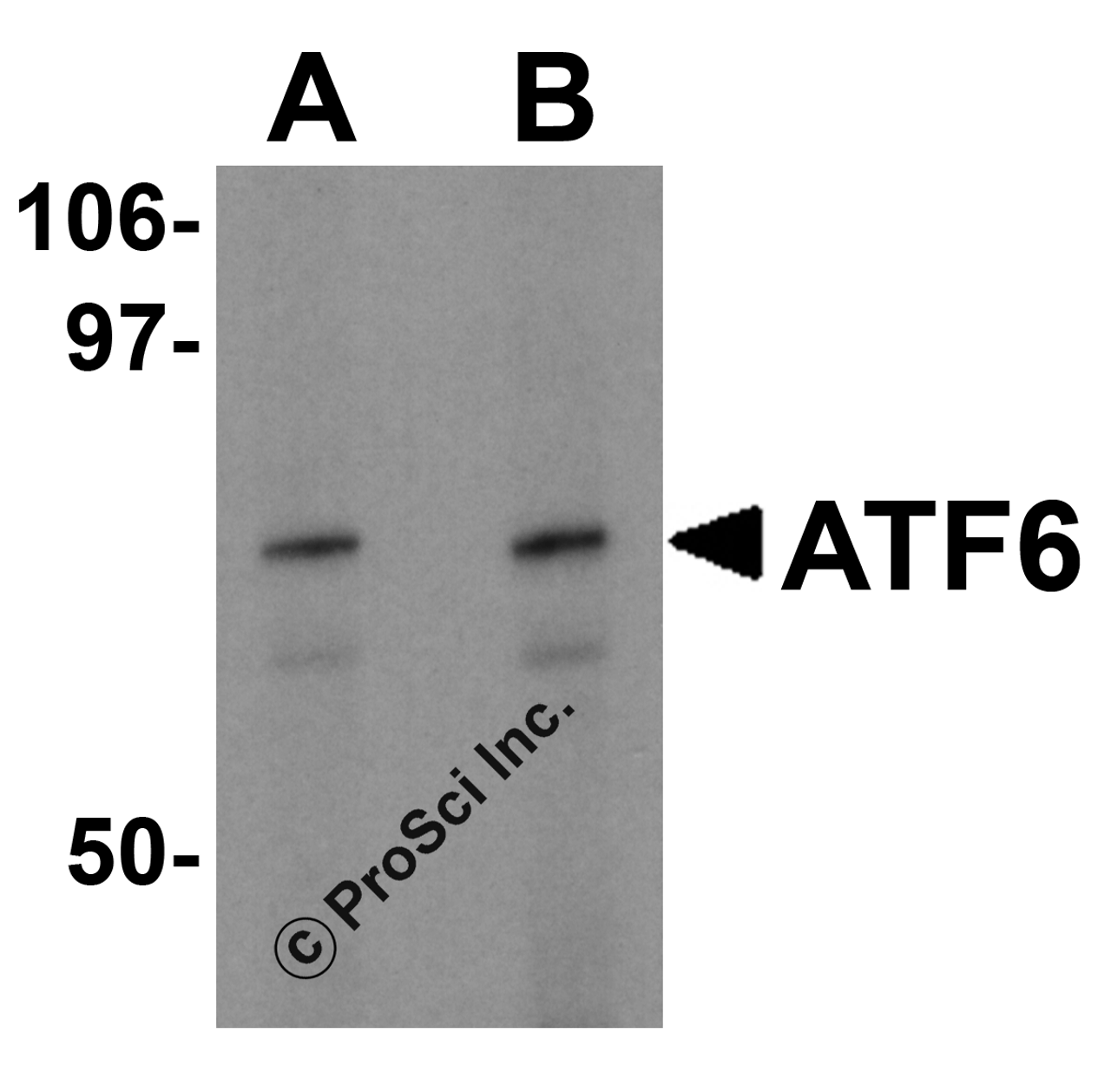 Western blot analysis of ATF6 in EL4 cell lysate with ATF6 antibody at (A) 0.5 and (B) 1 &#956;g/mL.