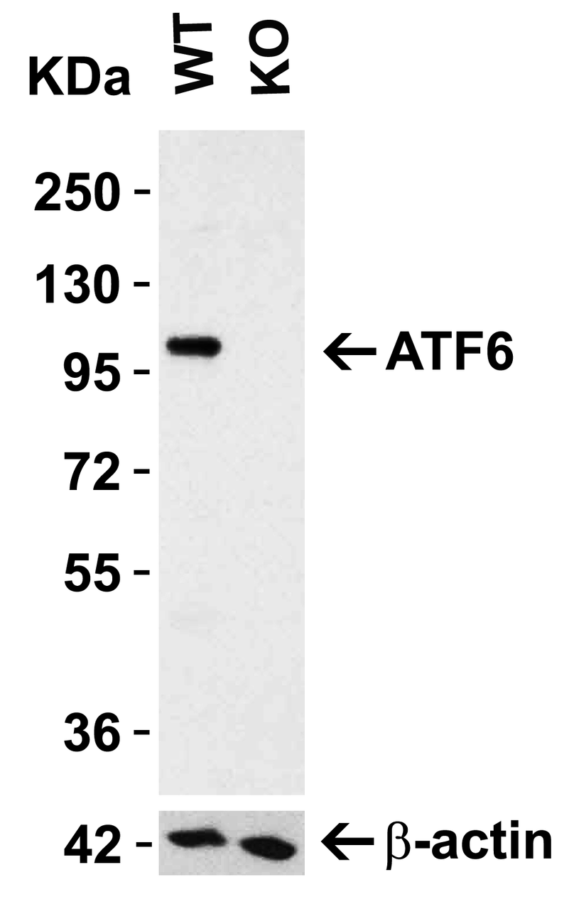 Figure 1 KO Validation of ATF6 
Loading: 15 &#956;g of human HeLa cell lysate 
Antibodies ATF6 3683, 0.5 &#956;g/mL, 1 h incubation at RT in 5% NFDM/TBST. 
Secondary: Goat Anti-Rabbit IgG HRP conjugate at 1:10000 dilution.