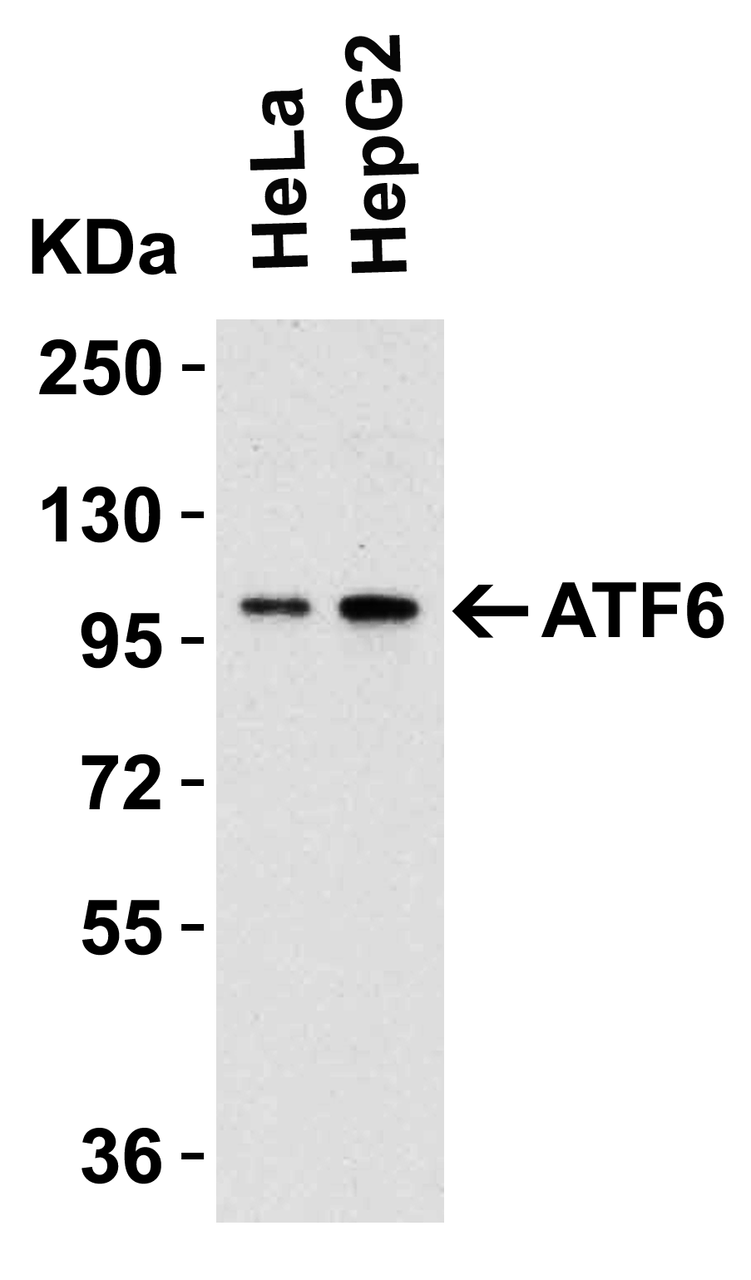 Figure 2 WB Validation in Human Cell Lines 
Loading: 15 ug of human cell lysate 
Antibodies ATF6 3683, 1 ug/mL, 1 h incubation at RT in 5% NFDM/TBST. 
Secondary: Goat Anti-Rabbit IgG HRP conjugate at 1:10000 dilution.
Secondary: Goat Anti-Rabbit IgG HRP conjugate at 1:10000 dilution.
conjugate at 1:10000 dilution.Secondary: Goat Anti-Rabbit IgG HRP conjugate at 1:10000 dilution.
conjugate at 1:10000 dilution.