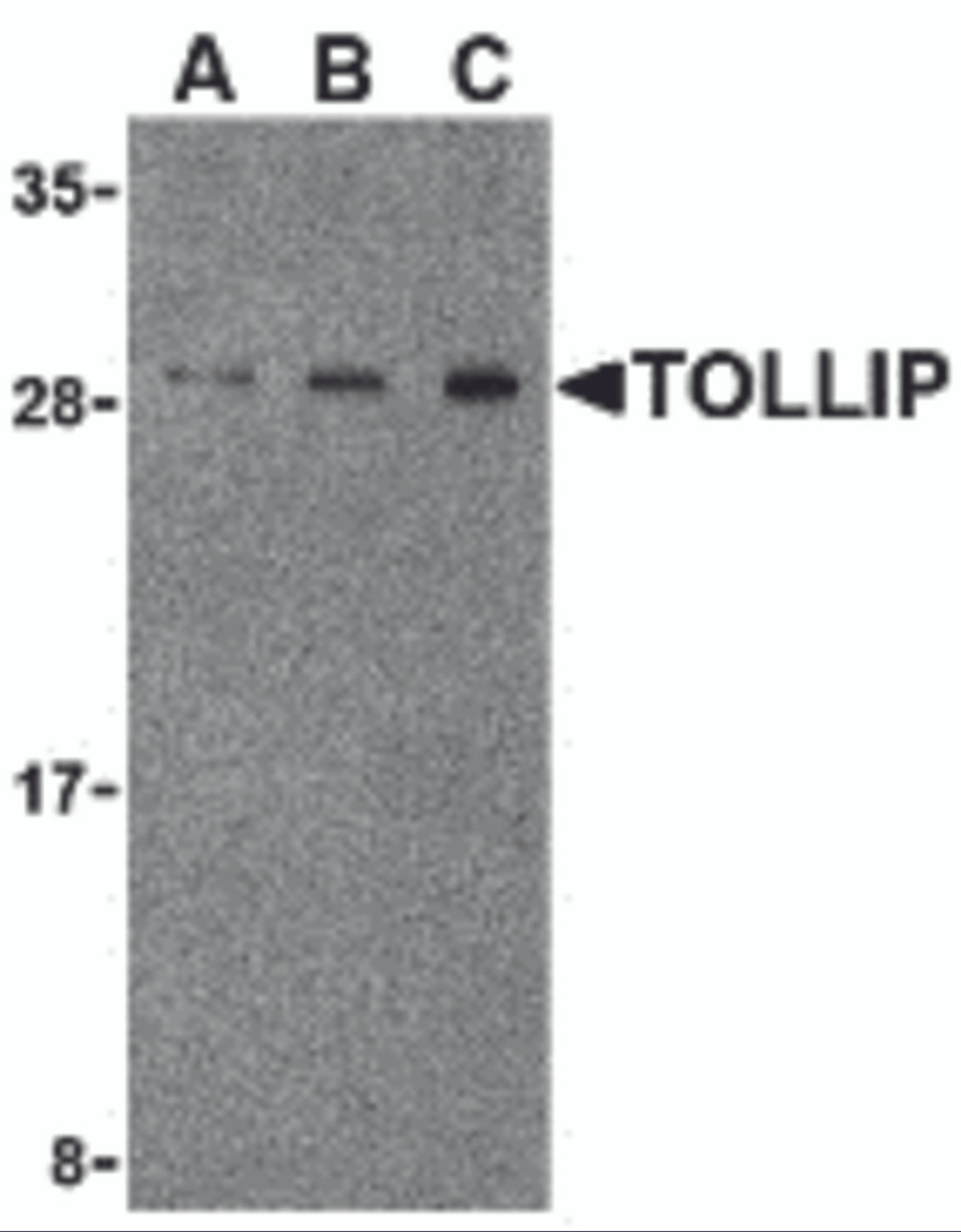 Western blot analysis of TOLLIP in rat brain cell lysate with TOLLIP antibody at (A) 0.5, (B) 1 and (C) 2&#956;g/mL.