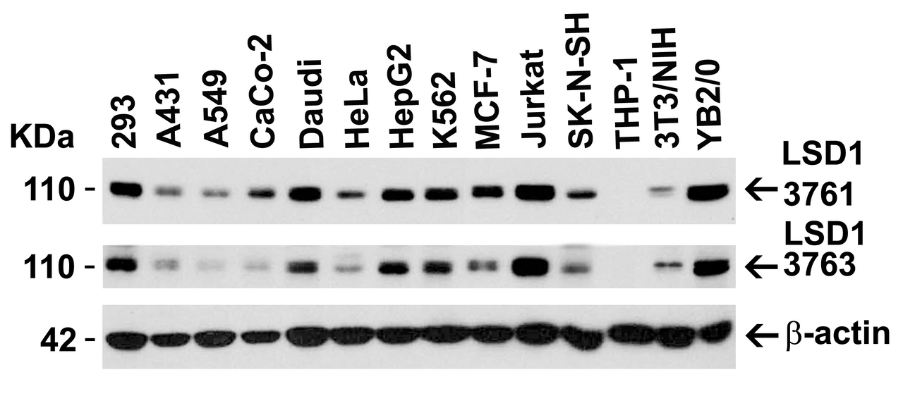 Figure 2 Independent Antibody Validation (IAV) via Protein Expression Profile in Cell Lines
Loading: 15 ug of lysates per lane.
Antibodies: LSD1 3761 (0.2 ug/mL) , LSD1 3763 (1 ug/mL) , beta-actin 3779 (1 ug/mL) , 1h incubation at RT in 5% NFDM/TBST.
Secondary: Goat anti-rabbit IgG HRP conjugate at 1:10000 dilution.