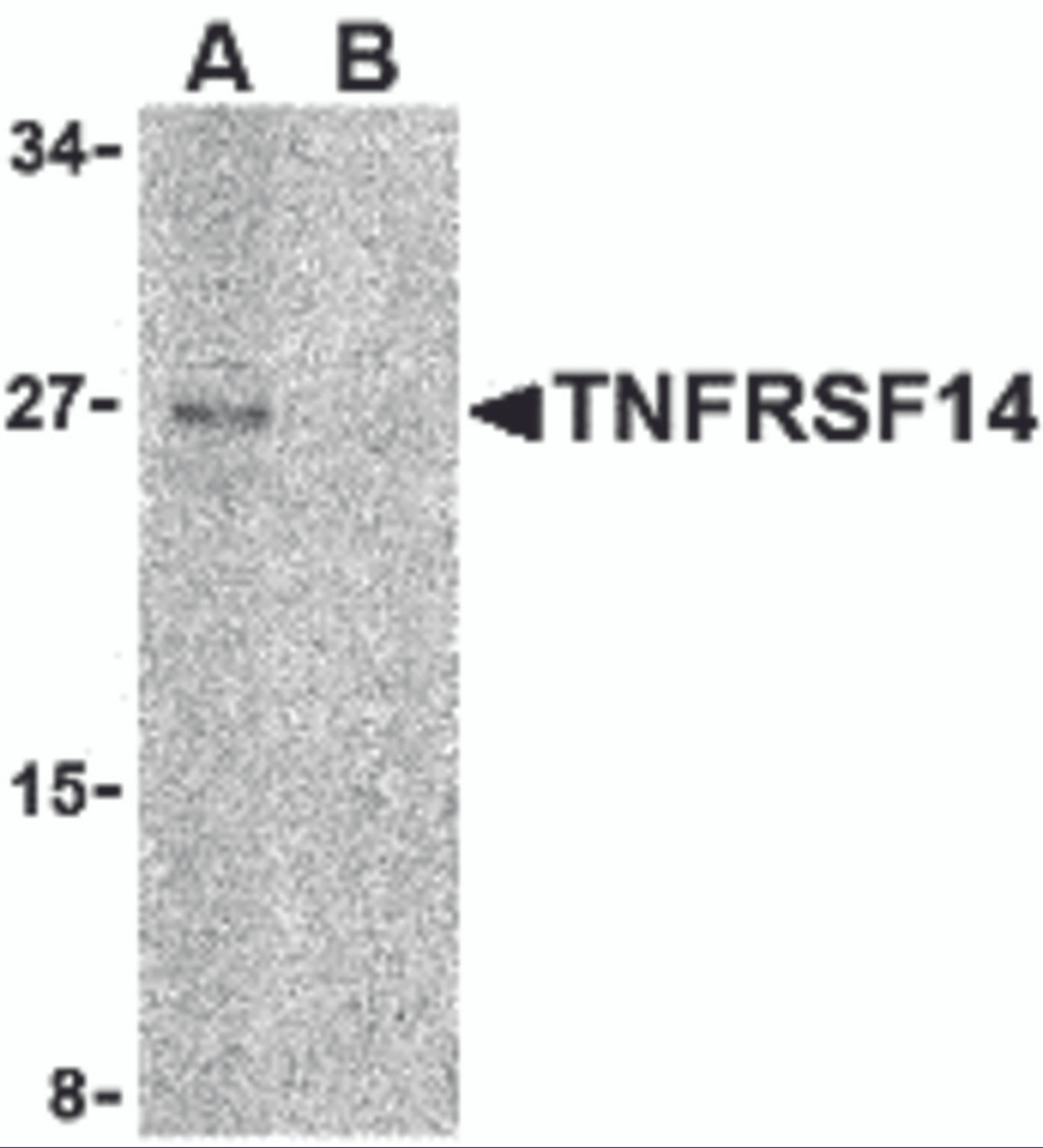 Western blot analysis of TNFRSF14 in Raji cell lysate with TNFRSF14 antibody at 2 &#956;g/mL in (A) the absence and (B) the presence of blocking peptide.