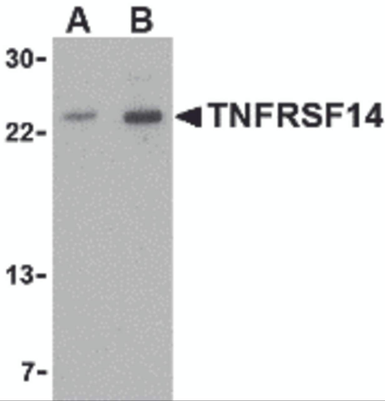 Western blot analysis of TNFRSF14 in mouse thymus tissue lysate with TNFRSF14 antibody at (A) 1 and (B) 2 &#956;g/mL.