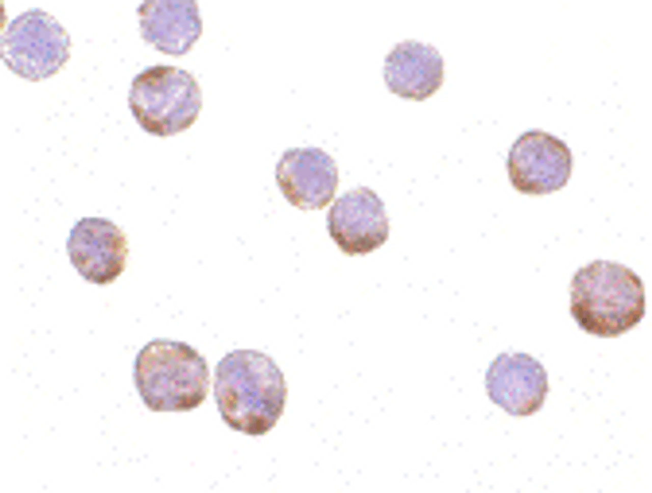 Immunocytochemistry of Actin in HeLa cells with Actin antibody at 1 ug/mL.