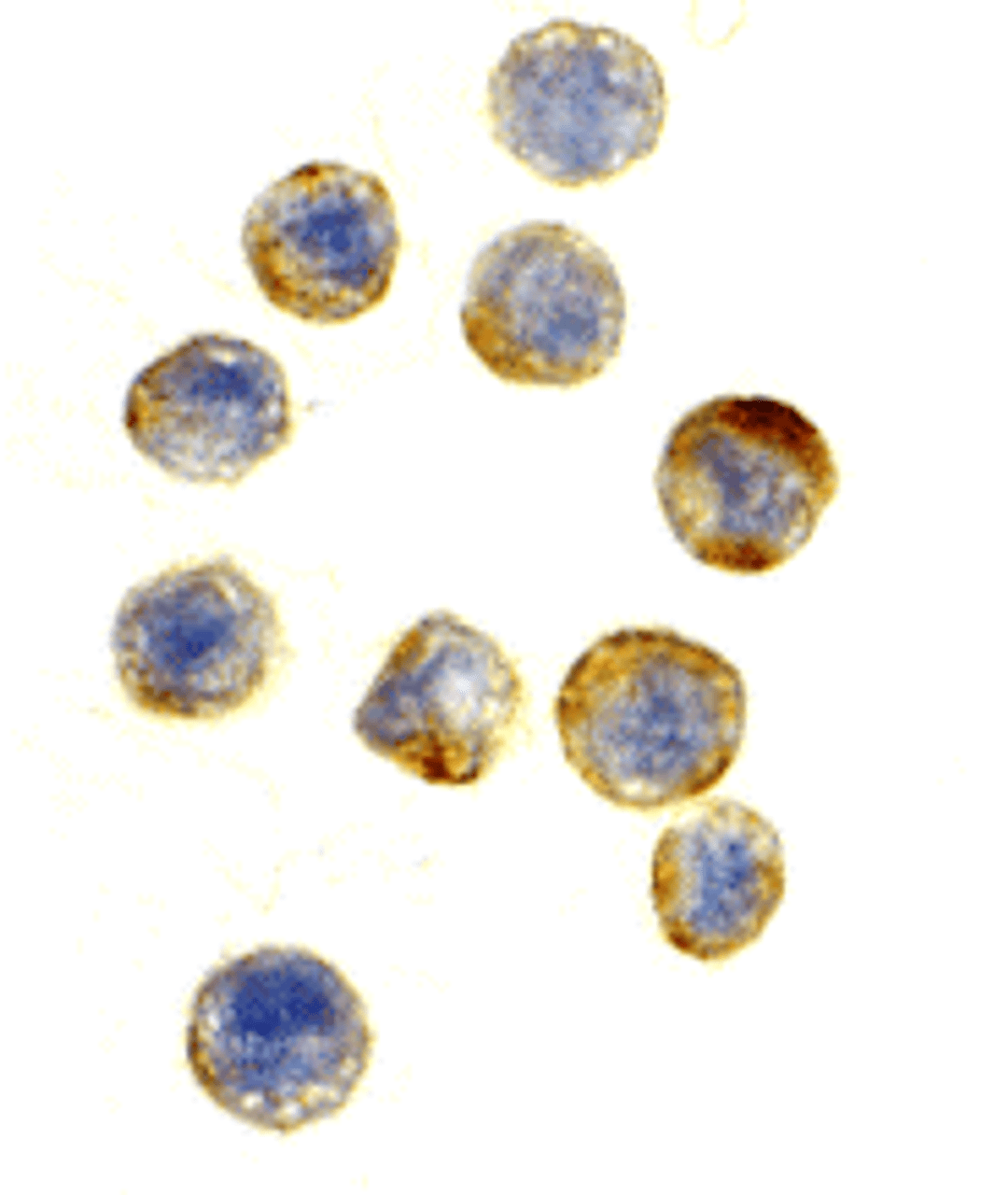 Immunohistochemical staining of GAPDH in HeLa cells at a dilution of 10 ug/mL.