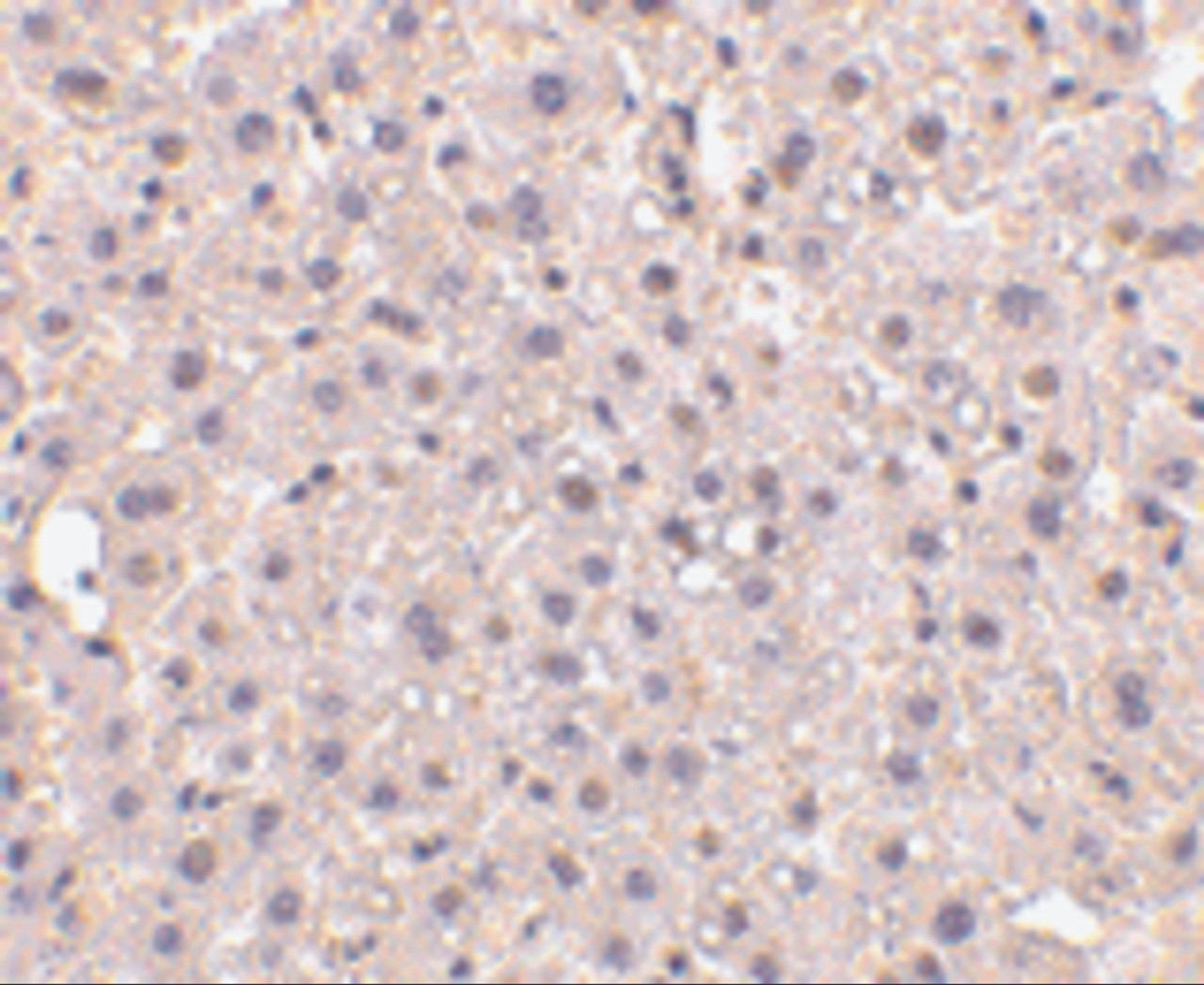 Immunohistochemistry of GAPDH in human liver tissue with GAPDH antibody at 10 ug/mL.