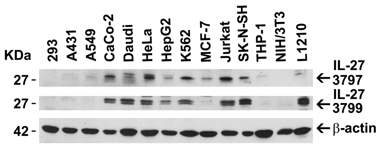 Figure 2 Independent Antibody Validation (IAV) via Protein Expression Profile in Cell Lines
Loading: 15 µg of lysates per lane.
Antibodies: IL-27 3797 (4 ug/mL) , IL-27 3799 (4 ug/mL) , and beta-actin (1 ug/mL) , 1h incubation at RT in 5% NFDM/TBST.
Secondary: Goat anti-rabbit IgG HRP conjugate at 1:10000 dilution.