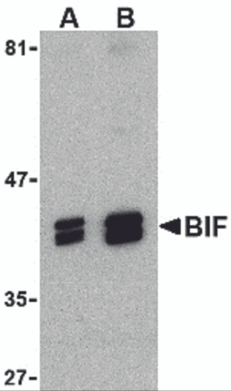 Western blot analysis of BIF in HeLa cell lysate with BIF antibody at (A) 1 and (B) 2 &#956;g/mL.