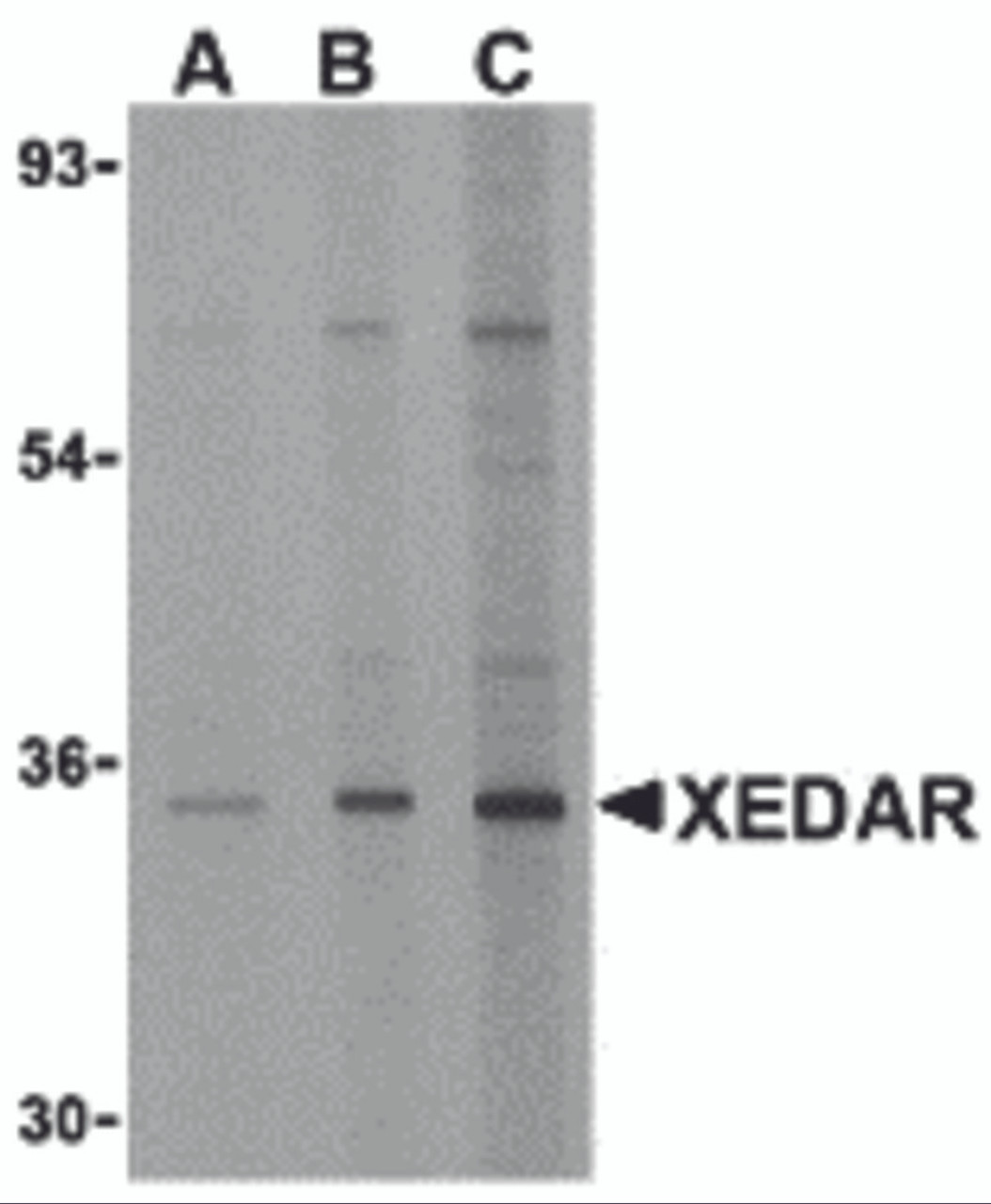 Western blot analysis of XEDAR in 293 cell lysate with XEDAR antibody at (A) 0.5, (B) 1 and (C) 2 &#956;g/mL.