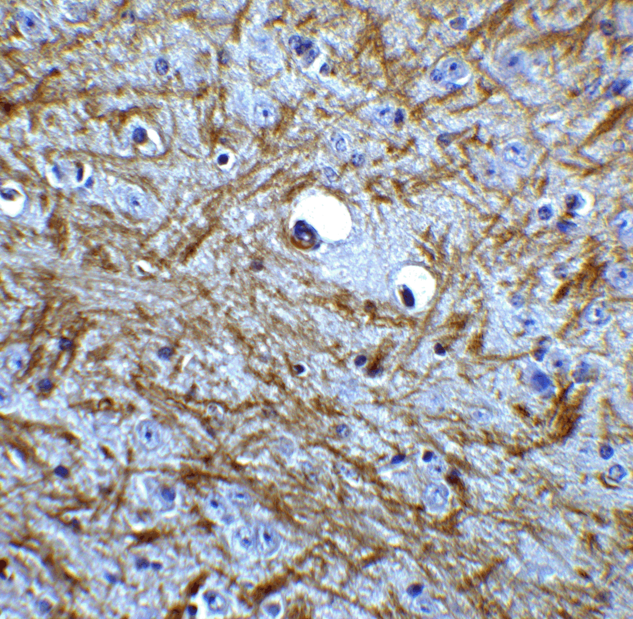 Immunohistochemistry of BAG 1 in mouse brain tissue with BAG 1 Antibody at 5 ug/mL.