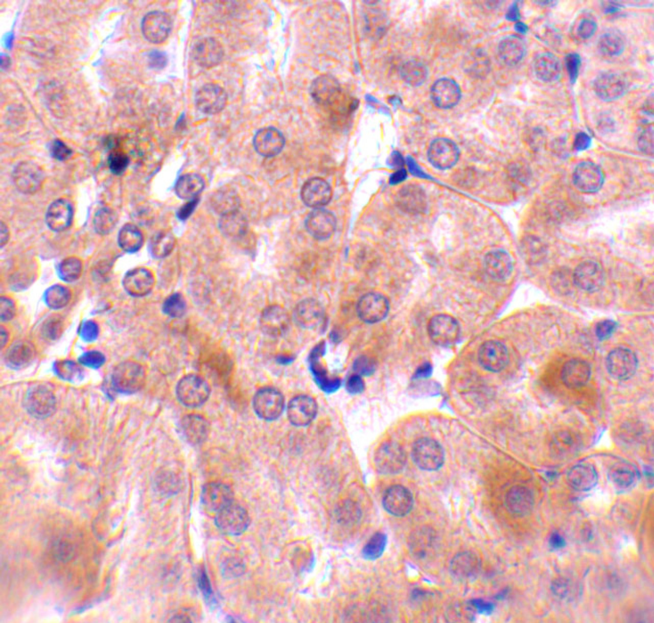 Immunohistochemistry of Bfl-1 in mouse kidney tissue with Bfl-1 antibody at 10 ug/mL.