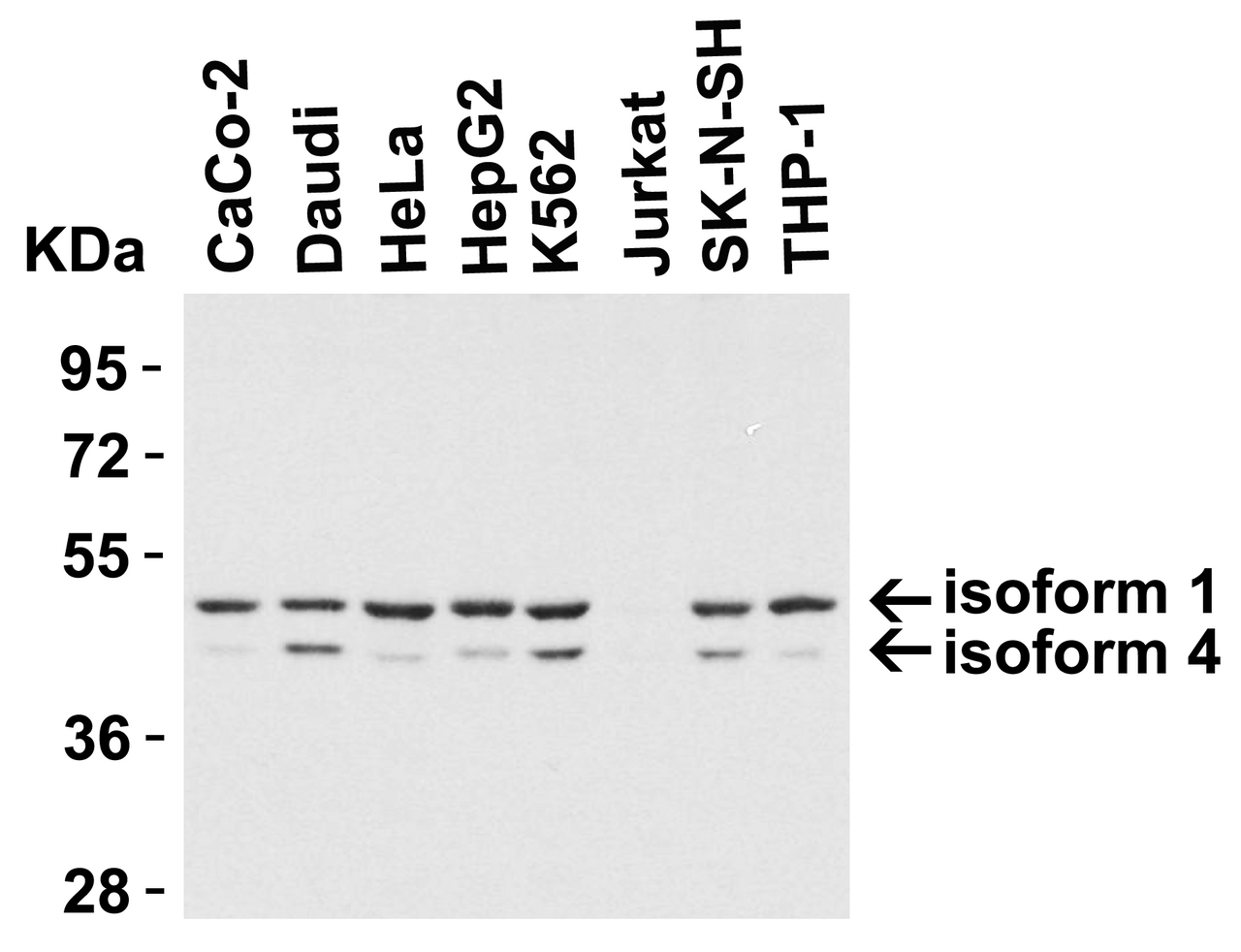 Figure 1 Western Blot Validation in Human Cell Lines
Loading: 15 &#956;g of lysates per lane.
Antibodies: TIP47 3883, (1 µg/mL) , 1h incubation at RT in 5% NFDM/TBST.
Secondary: Goat anti-rabbit IgG HRP conjugate at 1:10000 dilution