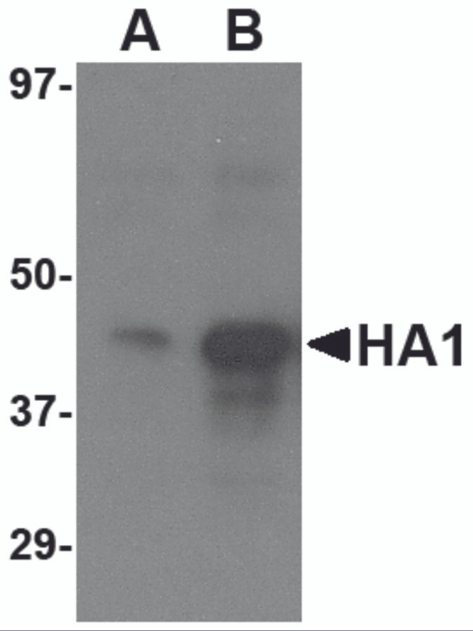 Western blot analysis of (A) 1 ng and (B) 5 ng of recombinant HA1 with Avian Influenza Hemagglutinin 3 antibody at 1 &#956;g/mL.