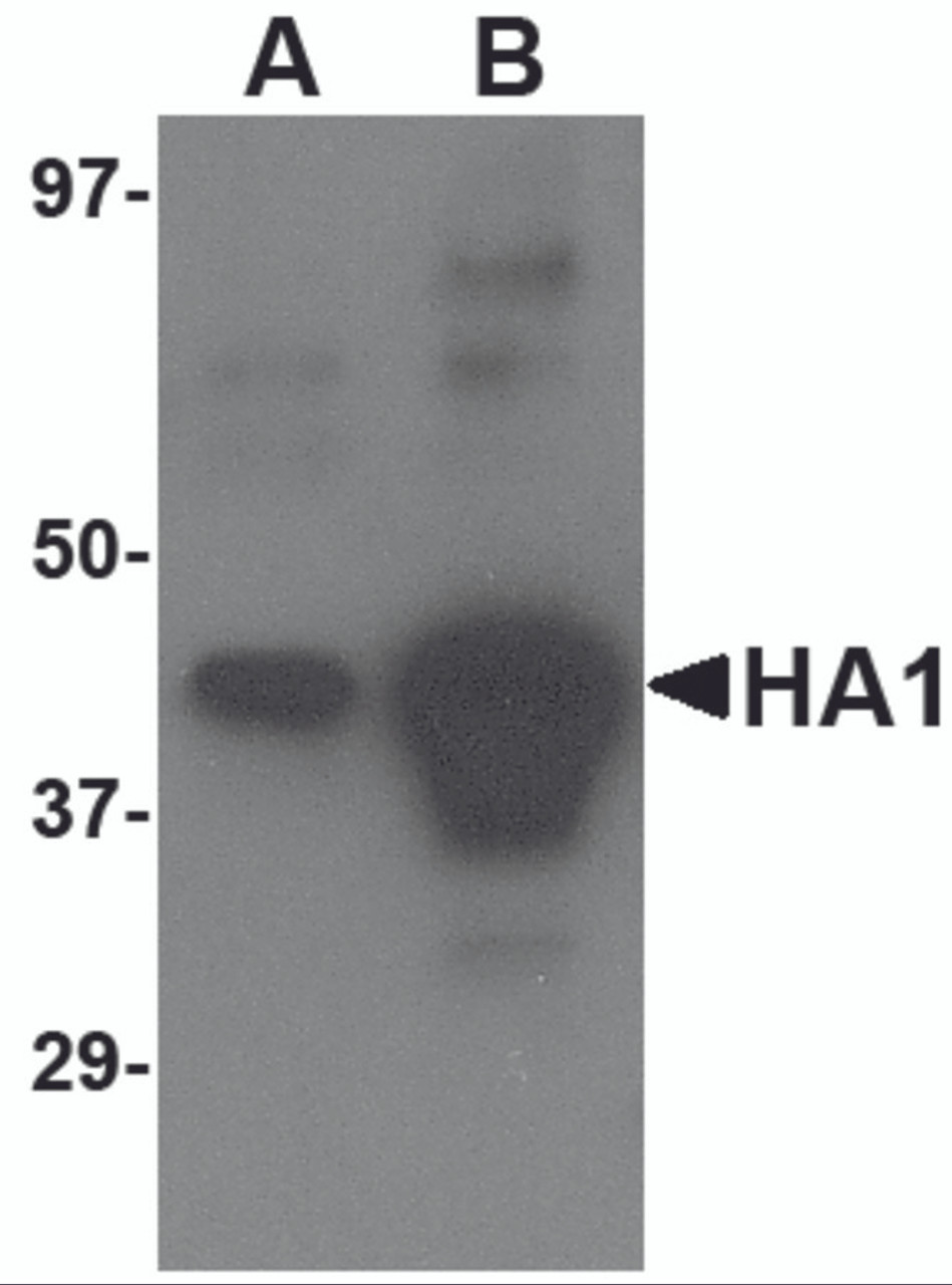 Western blot analysis of (A) 5 ng and (B) 25 ng of recombinant HA1 with Avian Influenza Hemagglutinin 4 antibody at 1 &#956;g/mL.