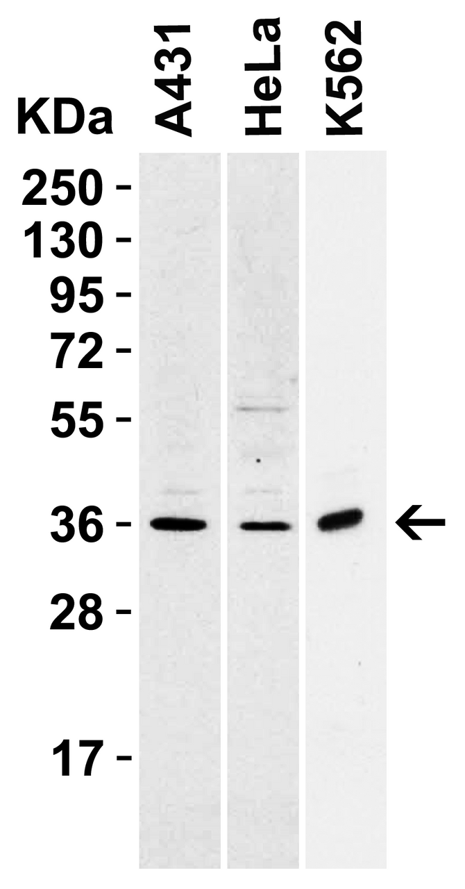 Figure 1 Western Blot Validation in Human Cell Lines 
Loading: 15 &#956;g of lysates per lane.
Antibodies: sRANK-L 3963 (1 &#956;g/mL) , 1h incubation at RT in 5% NFDM/TBST.
Secondary: Goat anti-rabbit IgG HRP conjugate at 1:10000 dilution.