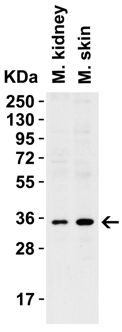 Figure 1 Western Blot Validation in Mouse Tissues
Loading: 15 ug of lysates per lane.
Antibodies: sRANK-L 3963 (2 ug/mL) , 1h incubation at RT in 5% NFDM/TBST.
Secondary: Goat anti-rabbit IgG HRP conjugate at 1:10000 dilution.