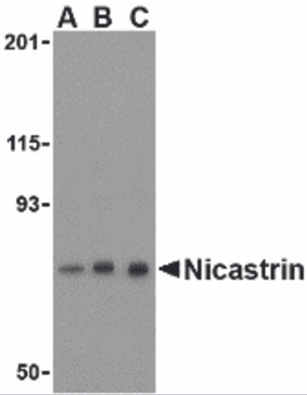 Western blot analysis of Nicastrin in mouse brain tissue lysate with Nicastrin antibody at (A) 0.5, (B) 1, and (C) 2 &#956;g/mL.