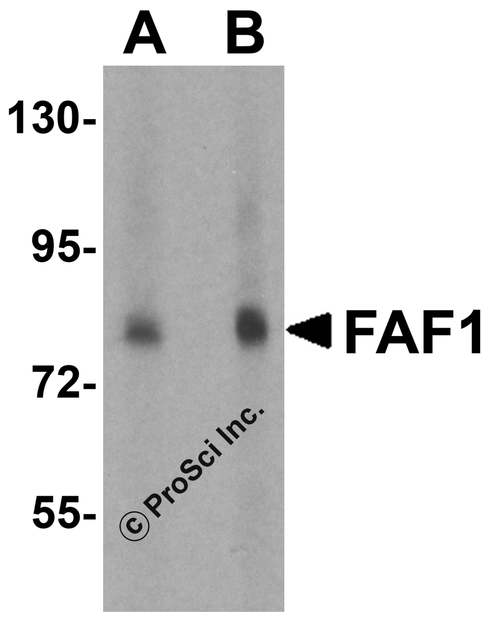 Western blot analysis of FAF1 in THP-1 cell lysate with FAF1 antibody at (A) 1 and (B) 2 &#956;g/mL.