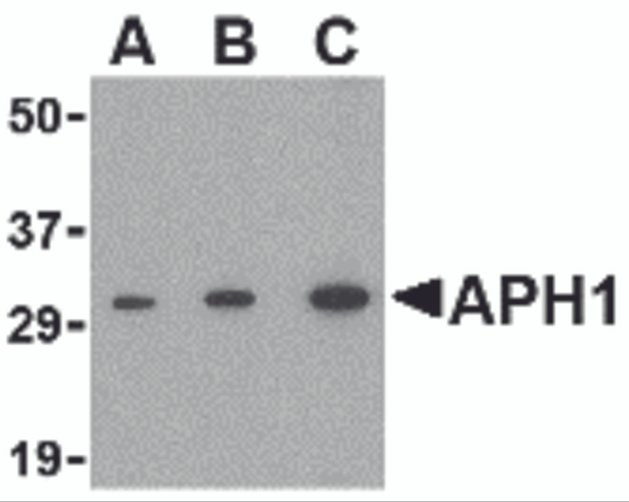 Western blot analysis of APH1 in RAW264.7 cell lysate with APH1 antibody at (A) 0.5, (B) 1 and (C) 2 &#956;g/mL.