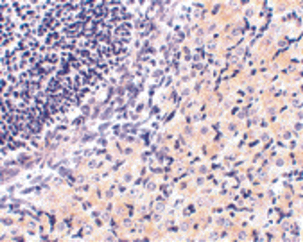 Immunohistochemistry of RPA Interacting Protein in mouse stomach tissue with RPA Interacting Protein antibody at 2.5 ug/mL.