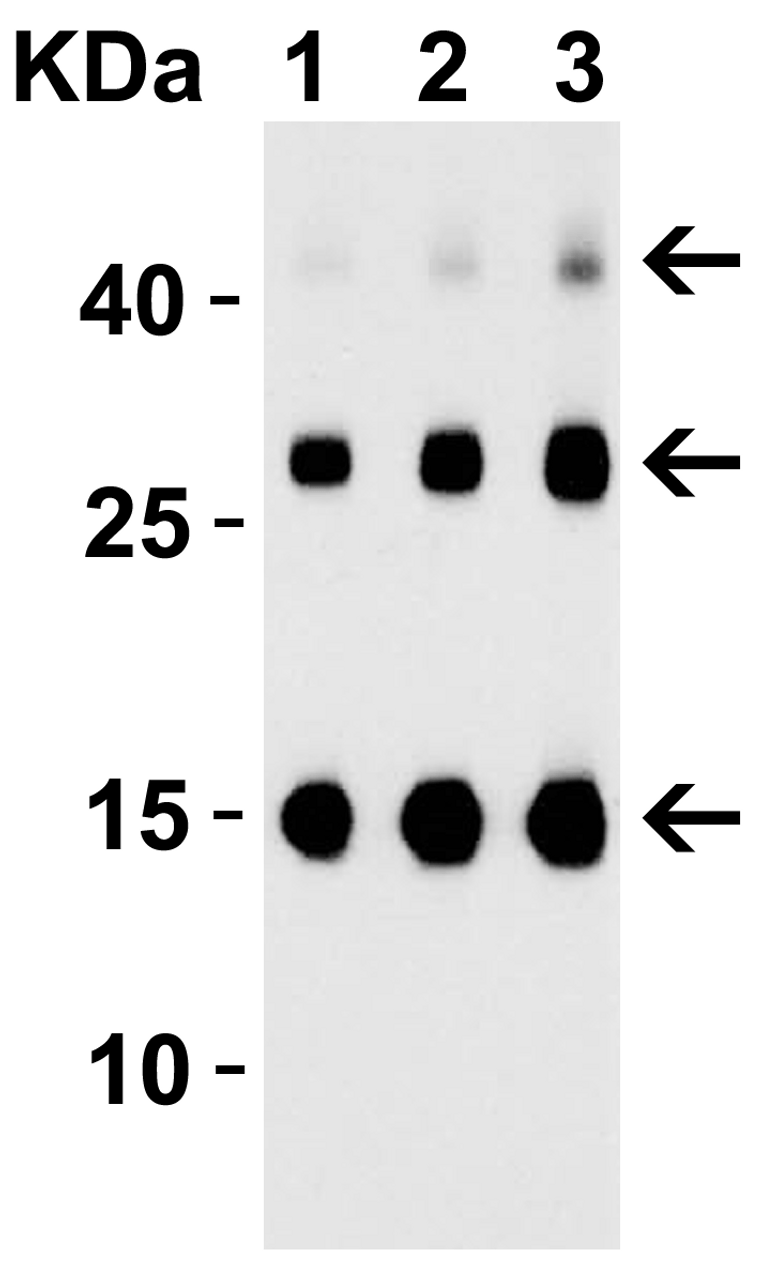 Figure 2 Western Blot Validation of TSLP with Human Recombinant protein
Loading: 30ng of TSLP partial human recombinant protein per lane. Antibodies: TSLP 4023 (Lane 1: 0.25 ug/mL, Lane 2: 0.5 ug/mL, Lane 3: 1 ug/mL) , 1h incubation at RT in 5% NFDM/TBST.
Secondary: Goat anti-rabbit IgG HRP conjugate at 1:10000 dilution.
TLSP partial human recombinant protein: 15kD, the observed bands at 30kD and 45kD are the dimer and trimer, respectively.