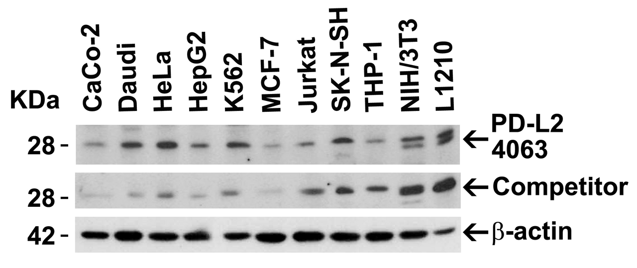 Figure 2 Independent Antibody Validation (IAV) via Protein Expression Profile in Human and Mouse Cell Lines
Loading: 15 ug of lysates per lane.
Antibodies: PD-L2, 4063 (4 ug/mL) , competitor antibody (4 ug/mL) , and beta-actin (1 ug/mL) , 1h incubation at RT in 5% NFDM/TBST.
Secondary: Goat anti-rabbit IgG HRP conjugate at 1:10000 dilution.