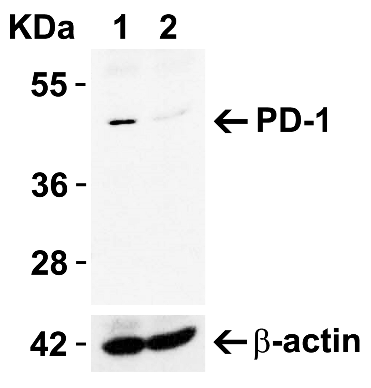 Figure 1 KO Validation in HeLa Cells 
Loading: 10 &#956;g of HeLa WT cell lysates or PD-1 KO cell lysates. Antibodies: PD-1, 4065 (4 &#956;g/mL) and beta-actin 3779 (1 &#956;g/mL) , 1 h incubation at RT in 5% NFDM/TBST.
Secondary: Goat Anti-Rabbit IgG HRP conjugate at 1:10000 dilution.
