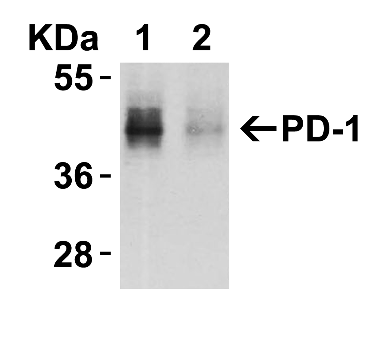 Figure 2 KD Validation in HeLa Cells 
Loading: 10 ug of HeLa WT cell lysates or PD-1 KD cell lysates. Antibodies: PD-1, 4065 (4 ug/mL) and beta-actin 3779 (1 ug/mL) , 1 h incubation at RT in 5% NFDM/TBST.
Secondary: Goat Anti-Rabbit IgG HRP conjugate at 1:10000 dilution.
