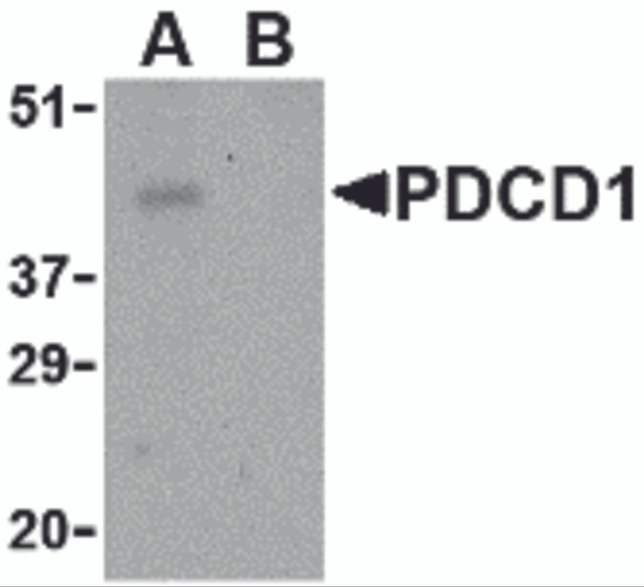 Western blot analysis of PD-1 in THP-1 cell lysate with PD-1 antibody at 1 &#956;g/mL in the (A) absence and (B) presence of blocking peptide.