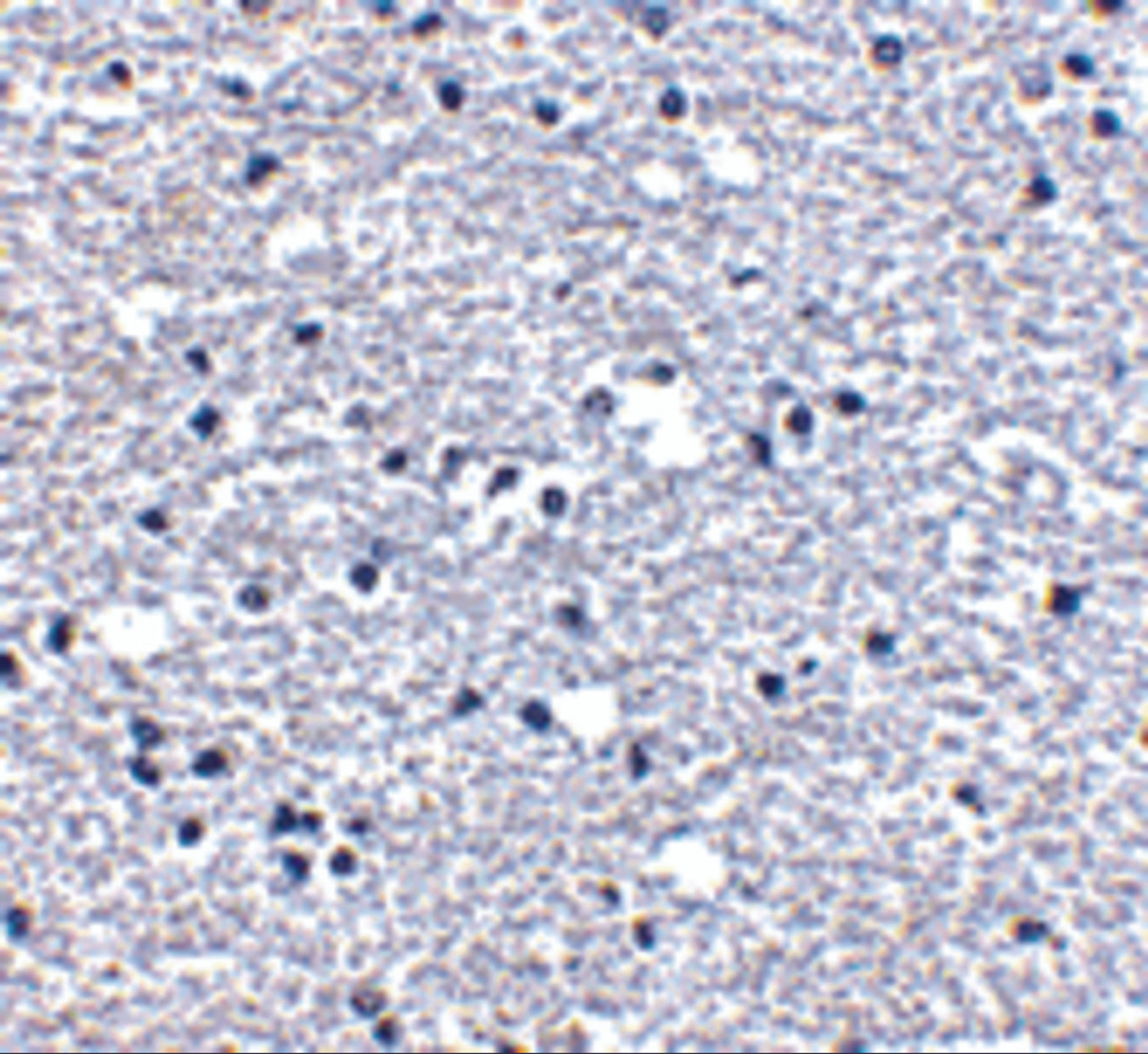 Immunohistochemistry of PD-1 in human brain tissue with PD-1 antibody at 5 ug/mL.