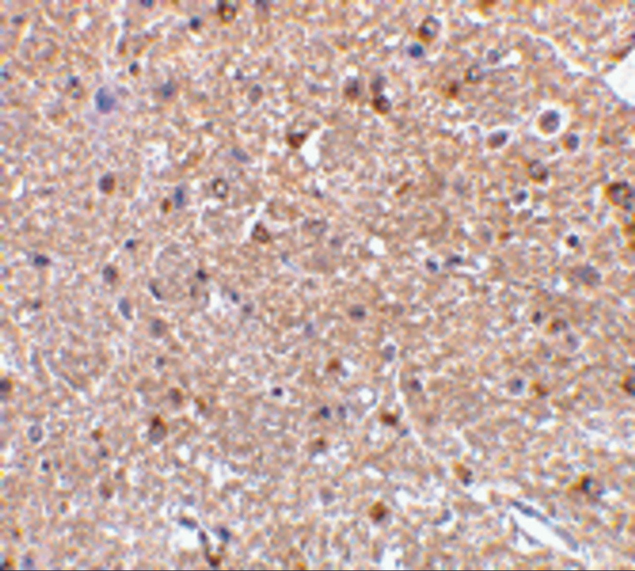 Immunohistochemistry of NogoA in mouse brain tissue with NogoA antibody at 2.5 ug/mL.