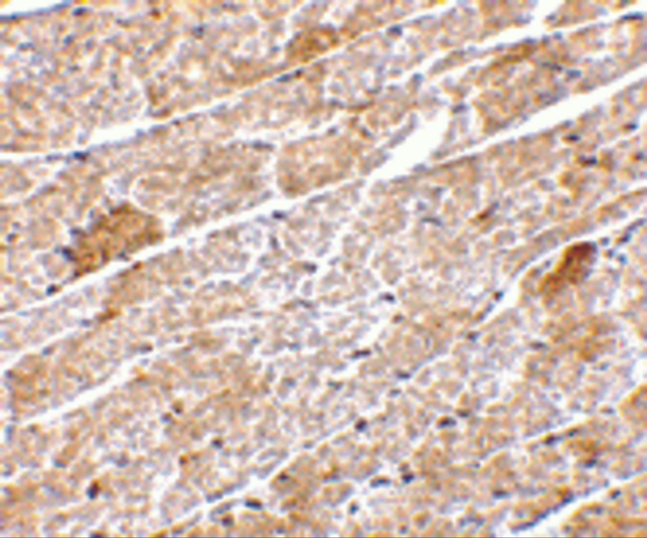 Immunohistochemistry of Neuritin in mouse heart tissue with Neuritin antibody at 5 ug/mL.