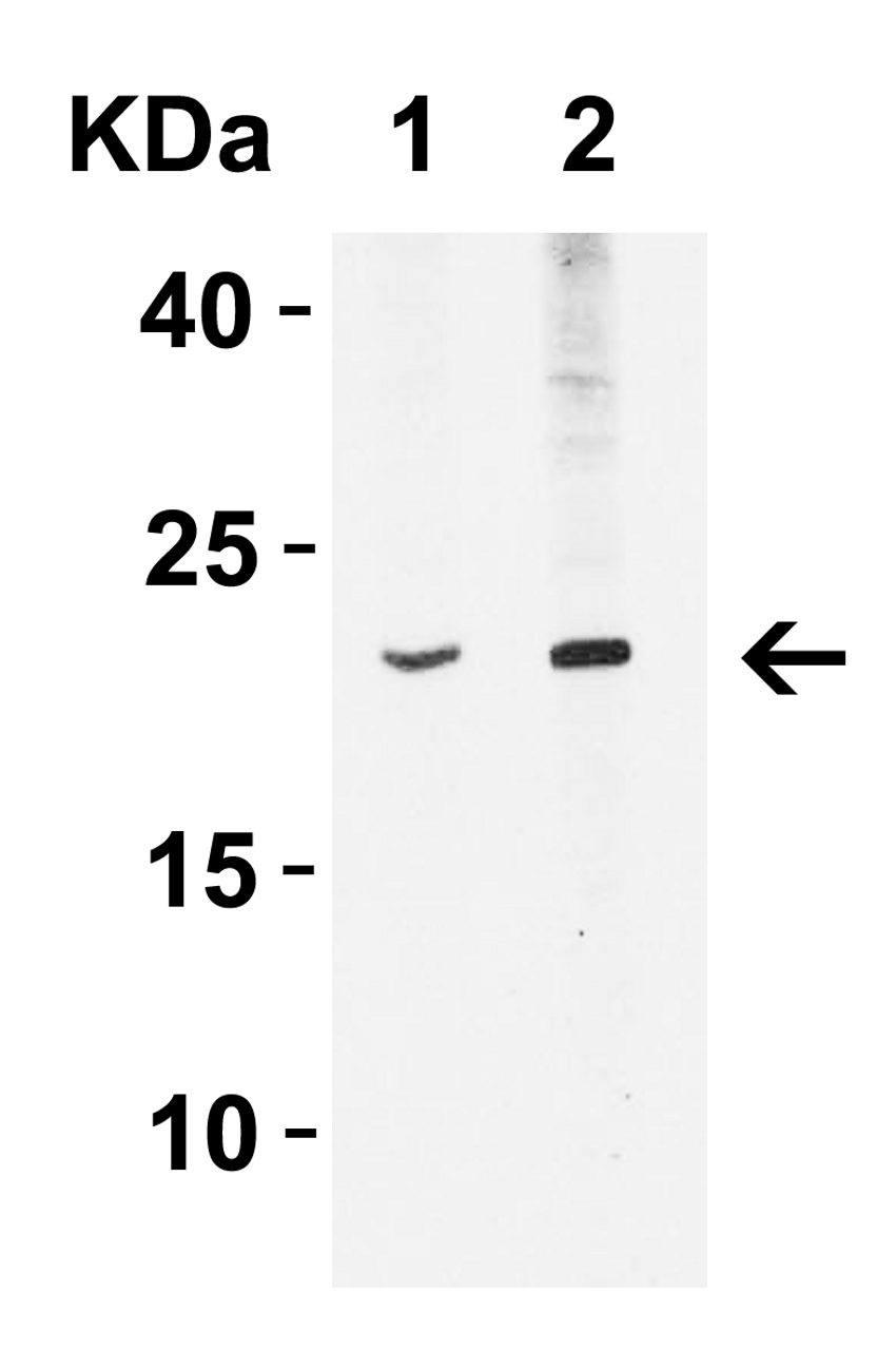 Figure 1 Western Blot Validation in Mouse A20 Cell Lysate
Loading: 15 &#956;g of lysates per lane.
Antibodies: IFN-beta 4243 (Lane 1: 5 &#956;g/mL and Lane 2: 10 &#956;g/mL) , 1h incubation at RT in 5% NFDM/TBST.
Secondary: Goat anti-rabbit IgG HRP conjugate at 1:10000 dilution.