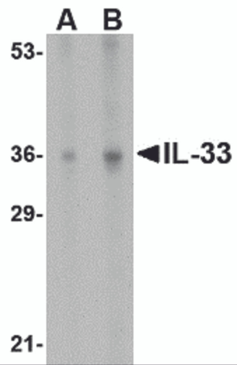 Western blot analysis of IL-33 in human lymph node tissue lysate with IL-33 antibody at (A) 1 and (B) 2 &#956;g/mL.