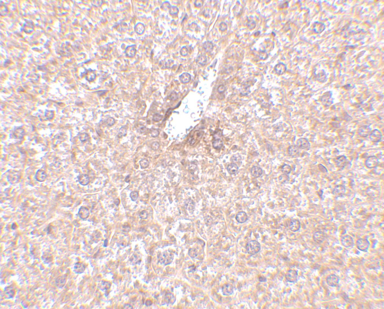 Immunohistochemistry of STEAP3 in mouse liver tissue with STEAP3 antibody at 2.5 ug/mL.