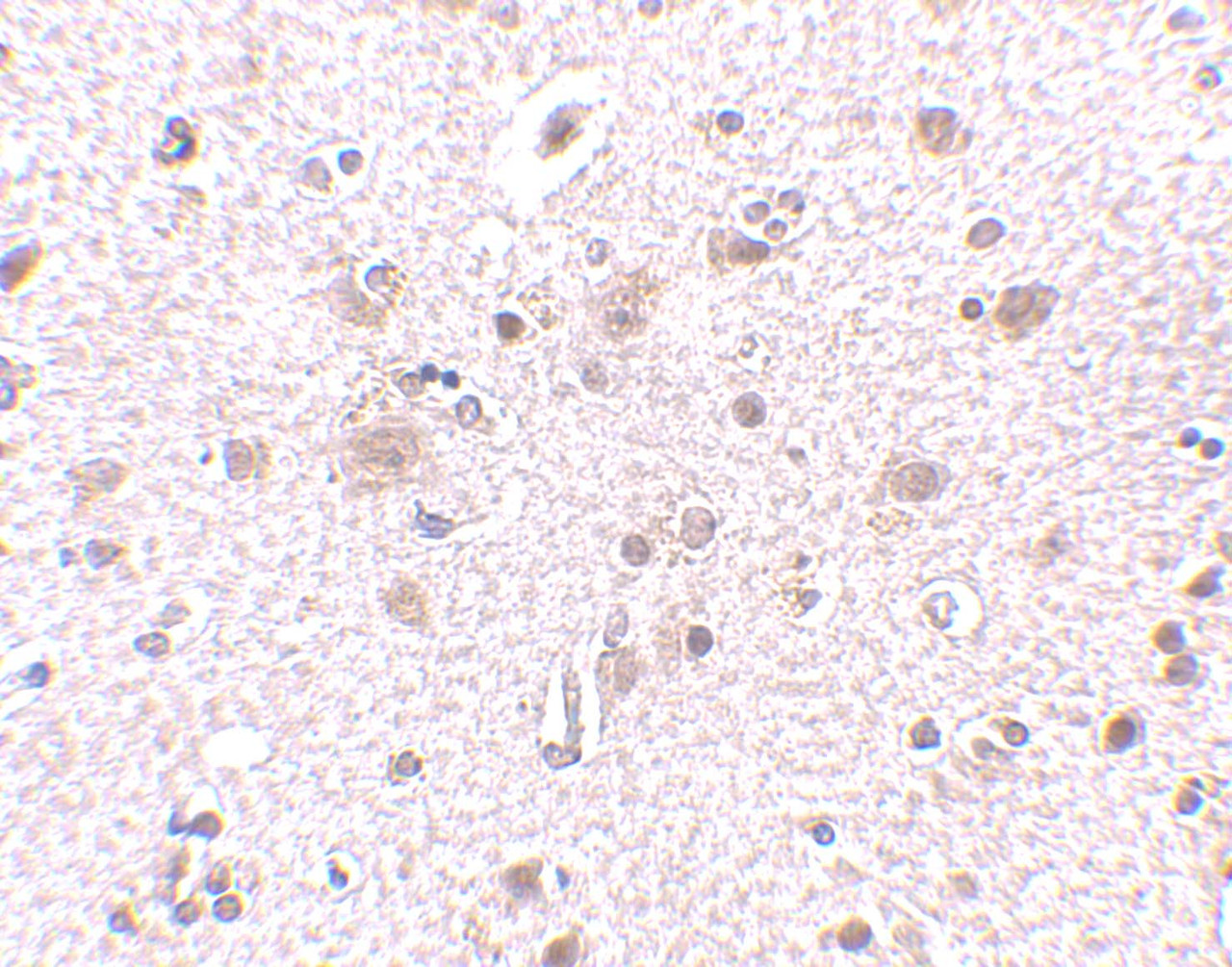 Immunohistochemistry of BRCC45 in human brain tissue with BRCC45 antibody at 2.5 ug/mL.