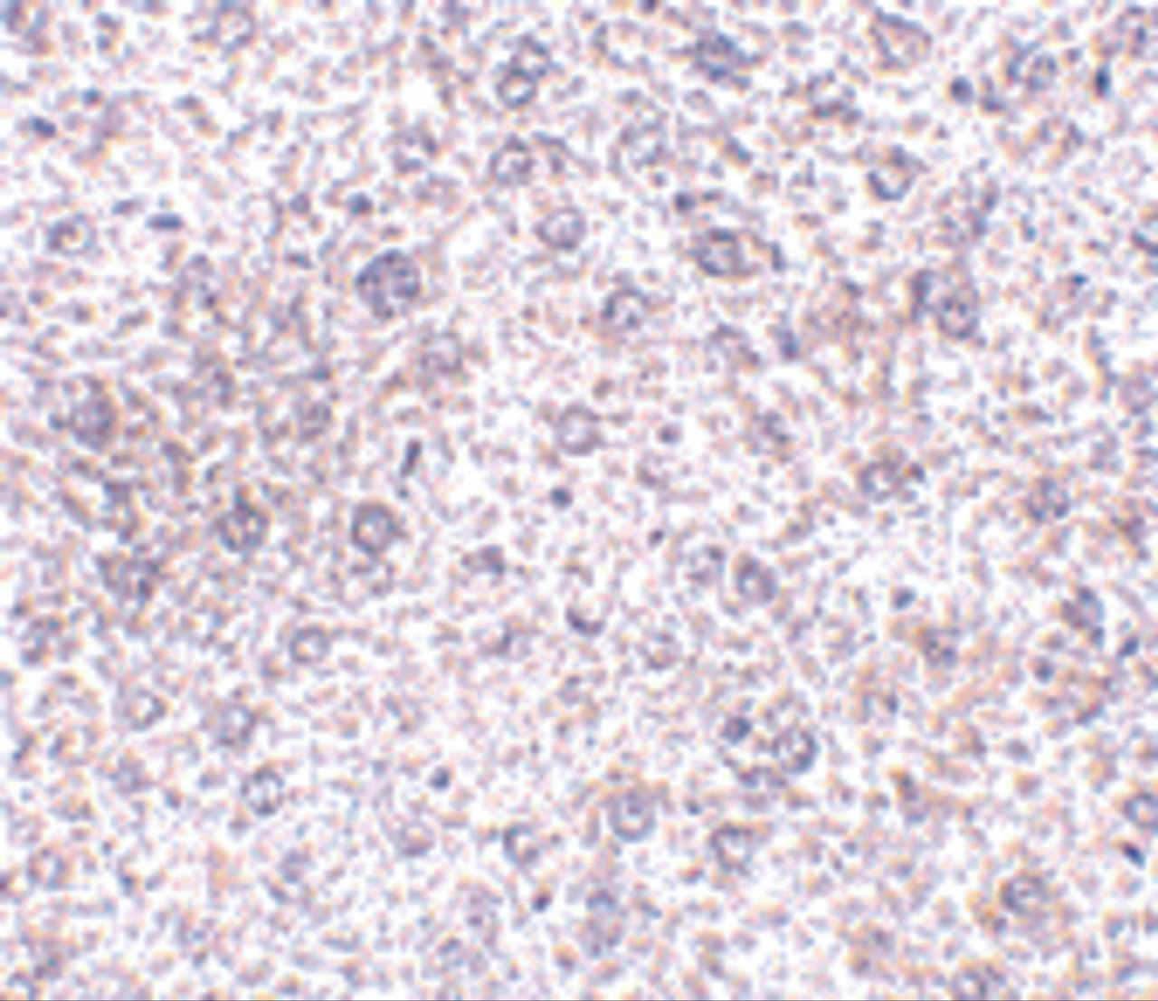 Immunohistochemistry of TEM7 in mouse liver tissue with TEM7 antibody at 2.5 ug/mL.