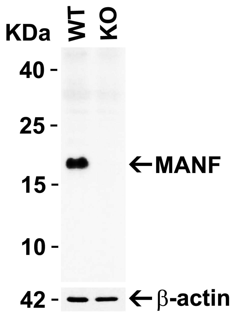 Figure 1 KO Validation in HEK293T Cells 
Loading: 10 &#956;g of HEK293T WT cell lysates or MANF KO cell lysates. Antibodies: MANF 4347 (1 &#956;g/mL) and beta-actin 3779 (1 &#956;g/mL) , 1 h incubation at RT in 5% NFDM/TBST.
Secondary: Goat Anti-Rabbit IgG HRP conjugate at 1:10000 dilution.