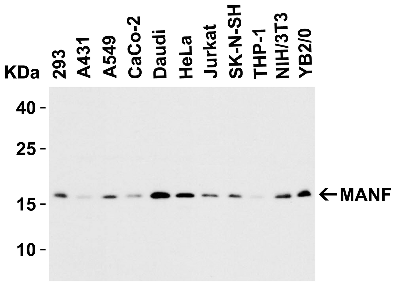 Figure 2 Western Blot Validation in Human, Mouse (NIH/3T3) and Rat (YB2/0) Cell Lines
Loading: 15 ug of lysates per lane.
Antibodies: MANF 4347, (2 ug /mL) , 1h incubation at RT in 5% NFDM/TBST.
Secondary: Goat anti-rabbit IgG HRP conjugate at 1:10000 dilution.