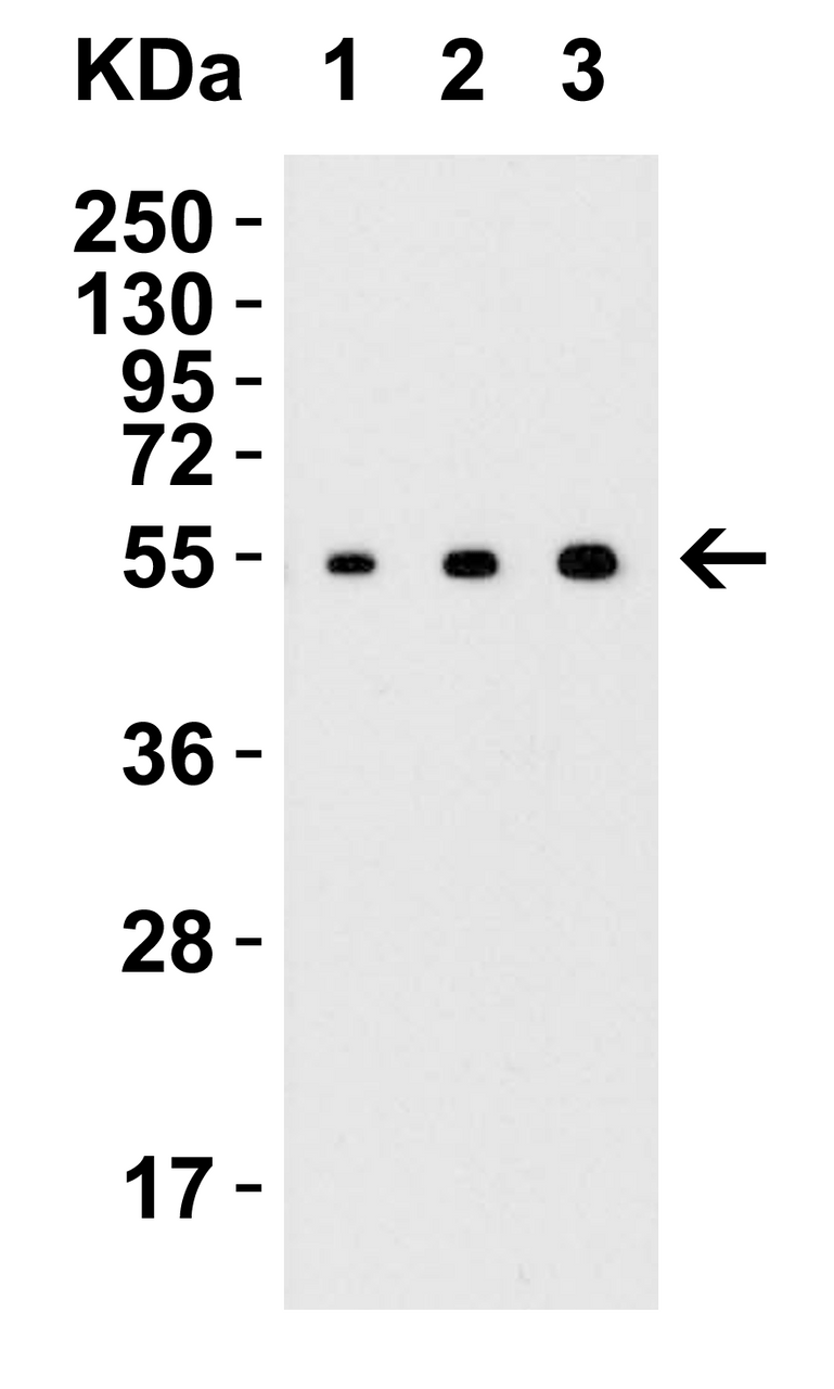 Figure 2 Western Blot Validation with Recombinant Protein
Loading: 30 ng of human MANF recombinant protein per lane.
Antibodies: MANF 4349 (Lane 1: 0.125 ug/mL, Lane 2: 0.25 ug/mL and Lane 3: 0.5 ug/mL) , 1h incubation at RT in 5% NFDM/TBST.
Secondary: Goat anti-rabbit IgG HRP conjugate at 1:10000 dilution.
Observed at around 55kD.