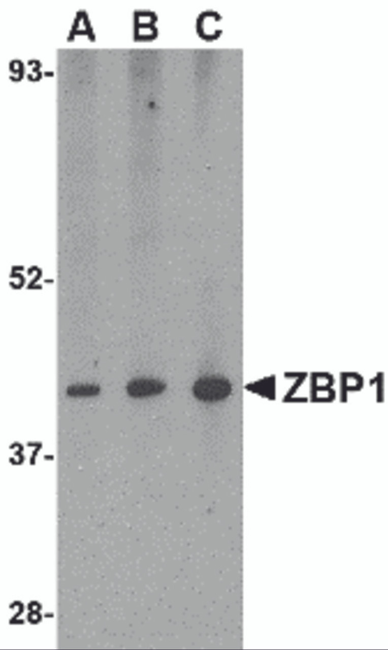 Western blot analysis of ZBP1 in mouse small intestine tissue lysate with ZBP1 antibody at (A) 0.5, (B) 1 and (C) 2 &#956;g/mL.