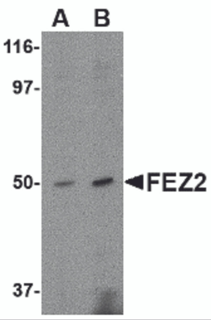 Western blot analysis of FEZ2 in mouse brain tissue lysate with FEZ2 antibody at (A) 0.5, and (B) 1 &#956;g/mL.
