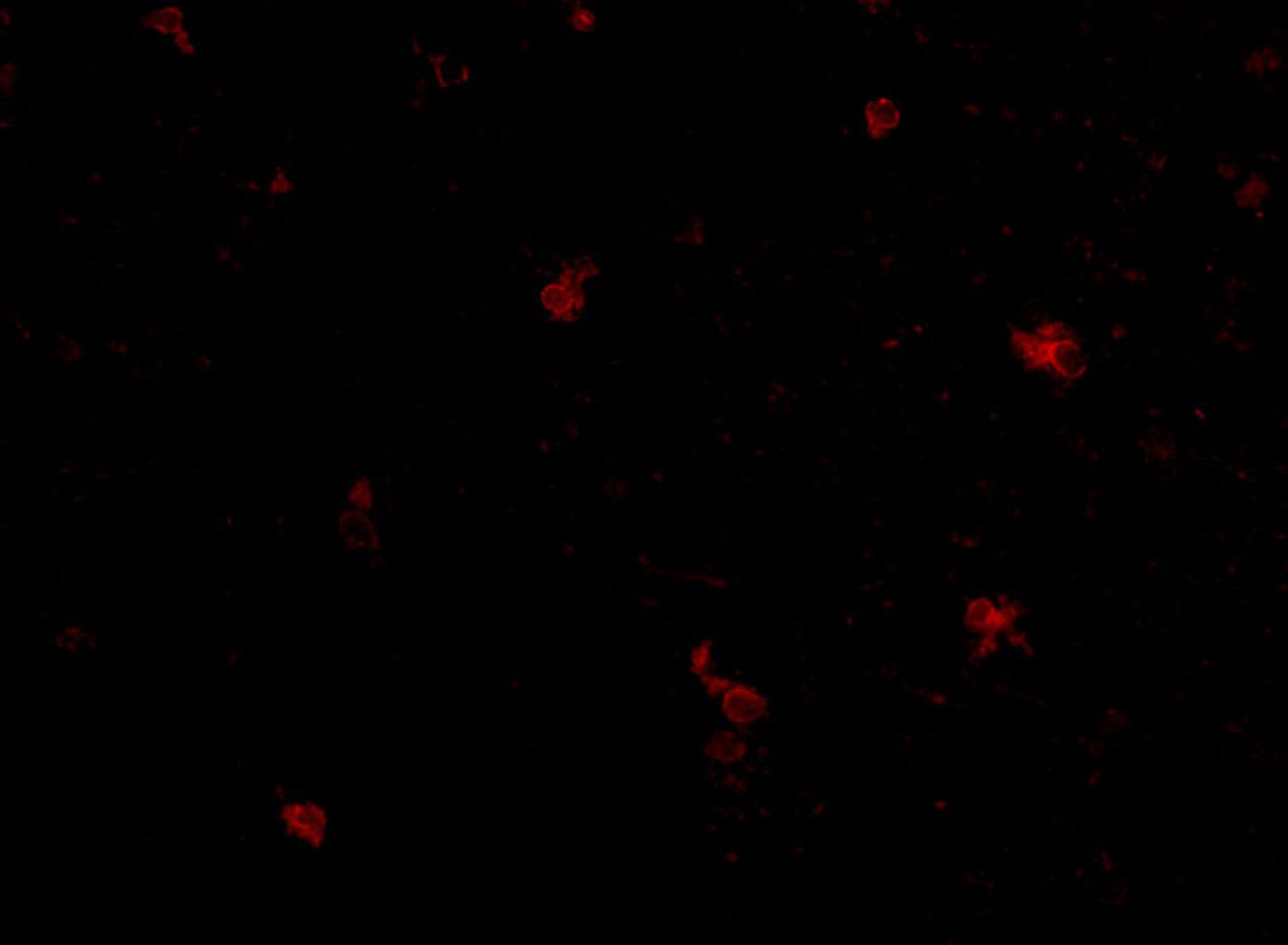 Immunofluorescence of human brain tissue using FEZ25 antibody at 5 ug/mL.