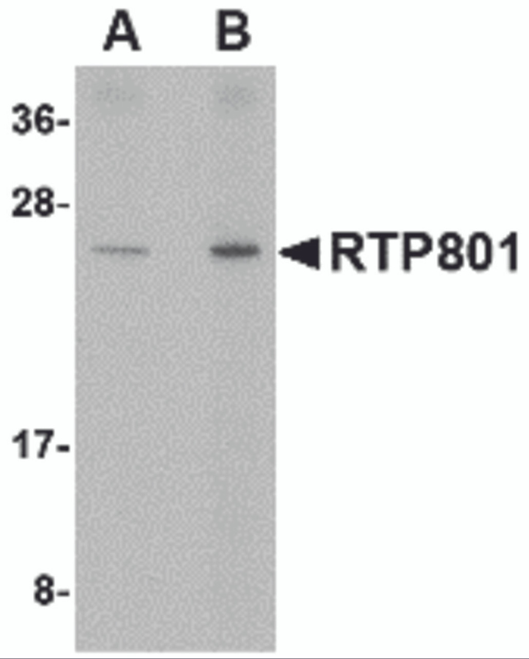 Western blot analysis of RTP801 in human kidney tissue lysate with RTP801 antibody at (A) 0.5 and (B) 1 &#956;g/mL.