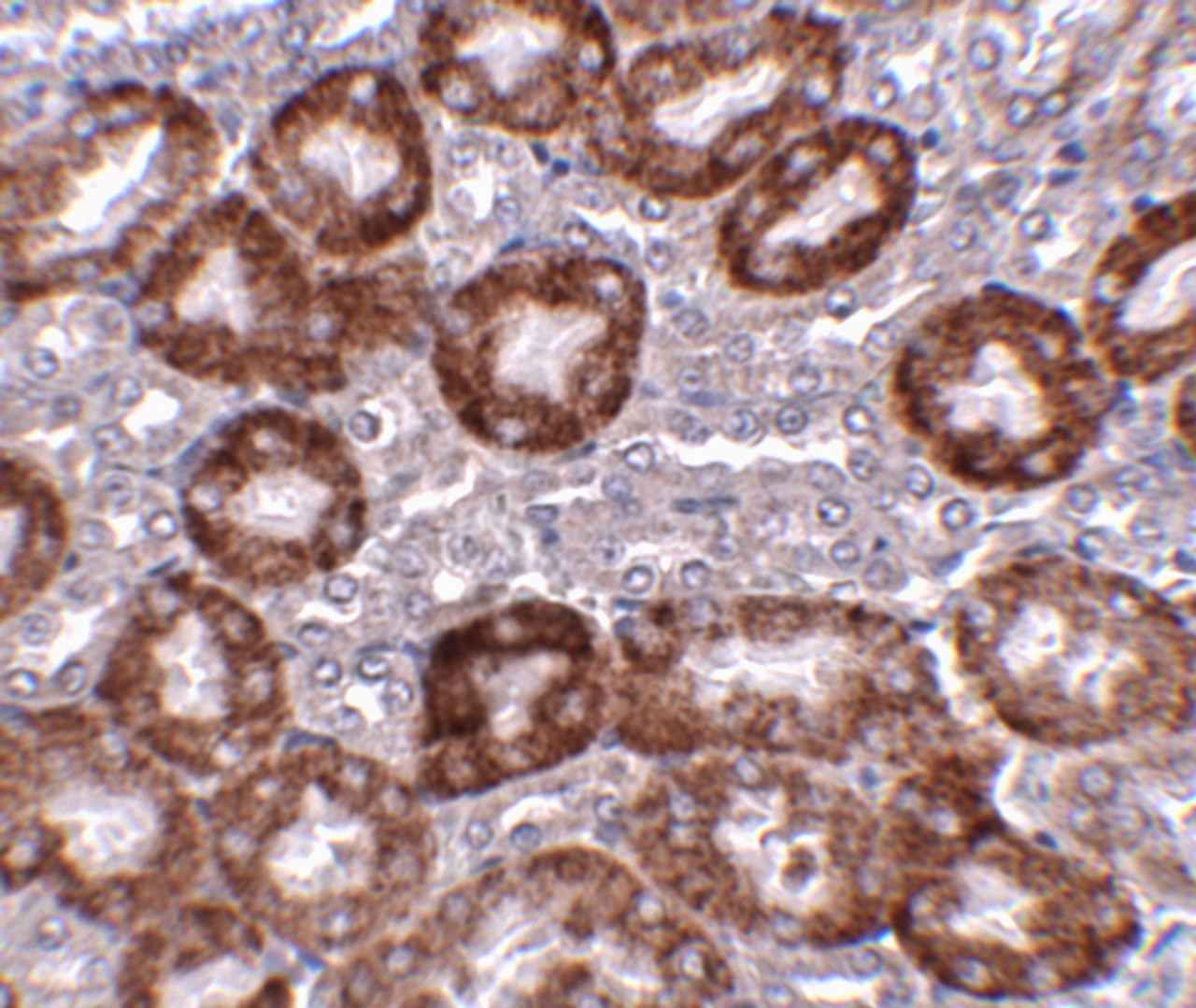 Immunohistochemistry of RTP801 in mouse kidney tissue with RTP801 antibody at 5 ug/mL.