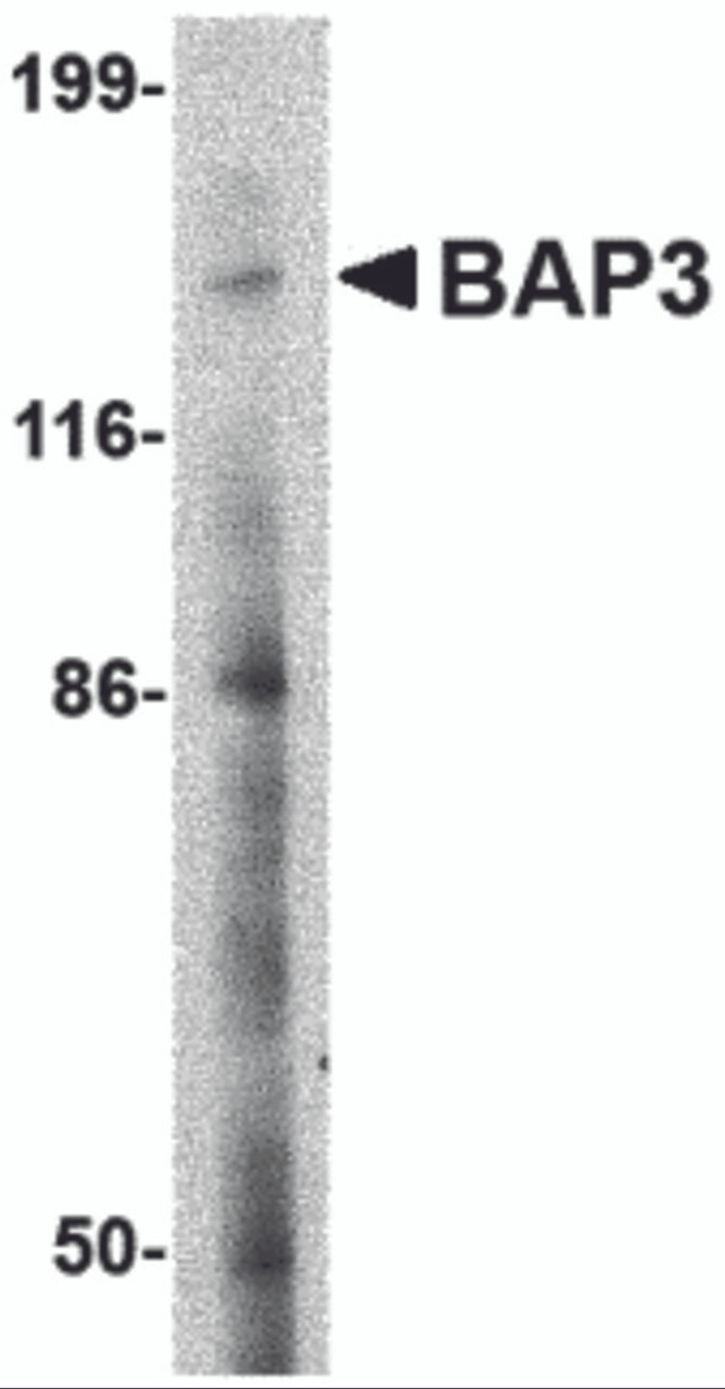Western blot analysis of BAP3 in SK-N-SH cell lysate with BAP3 antibody at 2 &#956;g/mL.