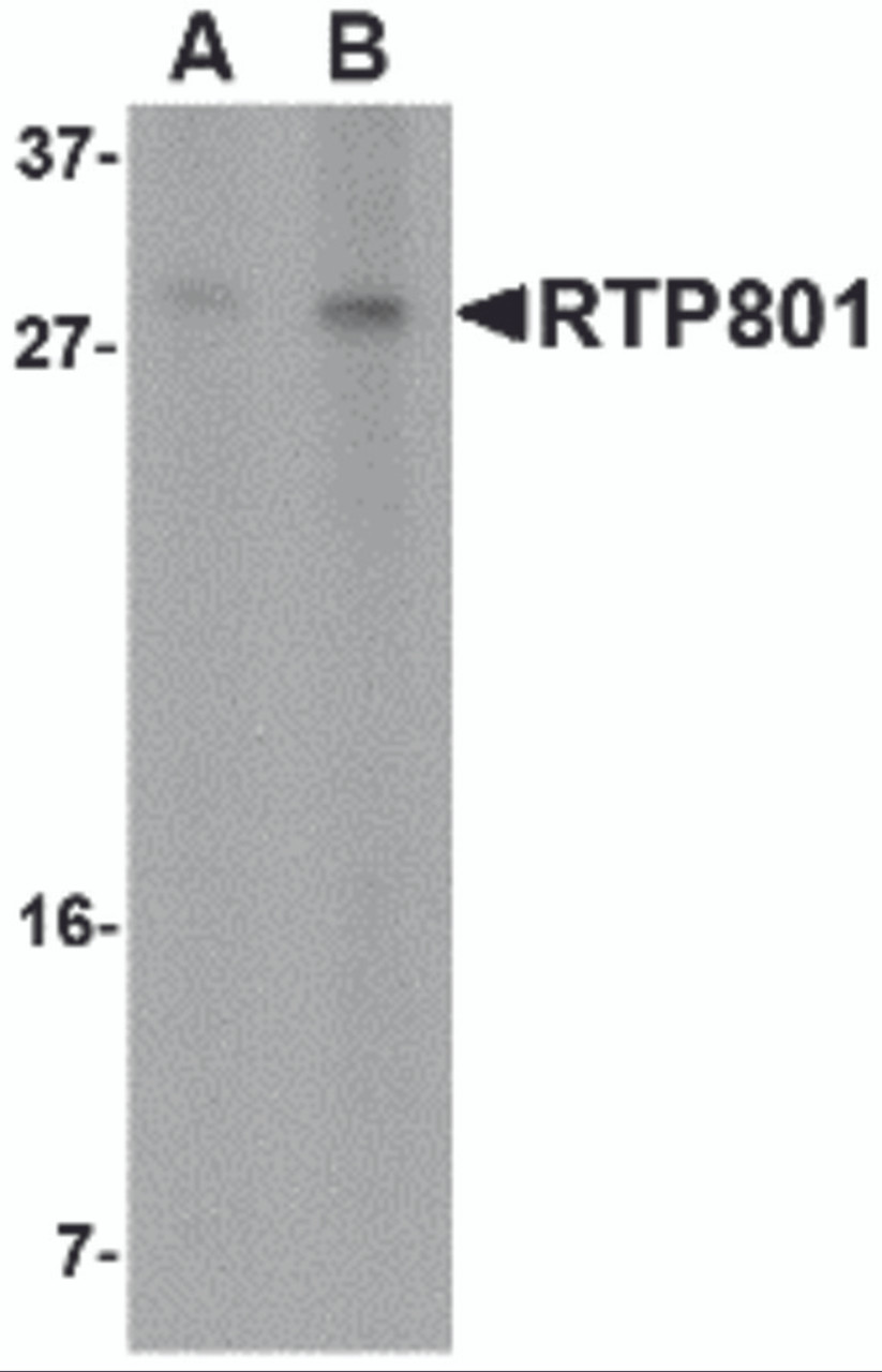 Western blot analysis of RTP801 in 293 cell lysate with RTP801 antibody at (A) 2 and (B) 4 &#956;g/mL.