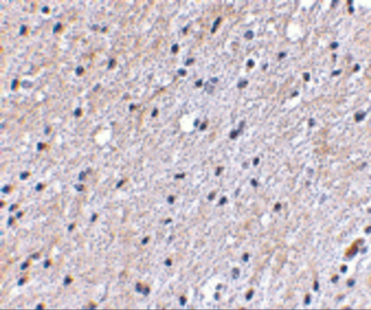 Immunohistochemical staining of human brain tissue using Nipsnap antibody at 2.5 ug/mL.