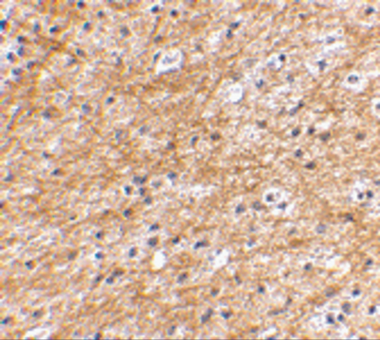 Immunohistochemical staining of human brain tissue using AIFM3 antibody at 2.5 ug/mL.