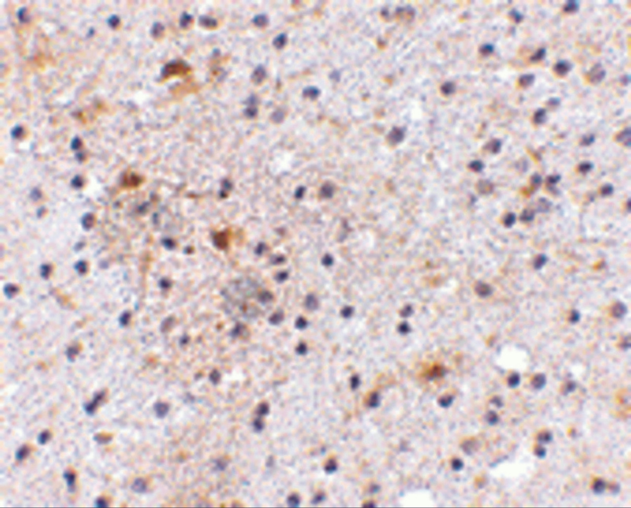 Immunohistochemistry of CAPS1 in human brain with CAPS1 antibody at 5 ug/mL.